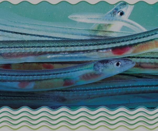 2015-2018, le point sur 4 années de mise en œuvre du plan national de gestion de l’anguille européenne 2015-2018, le point sur 4 années de mise en œuvre du plan national de gestion de l’anguille européenne