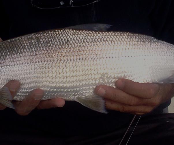 Corégone du Lac du Bourget