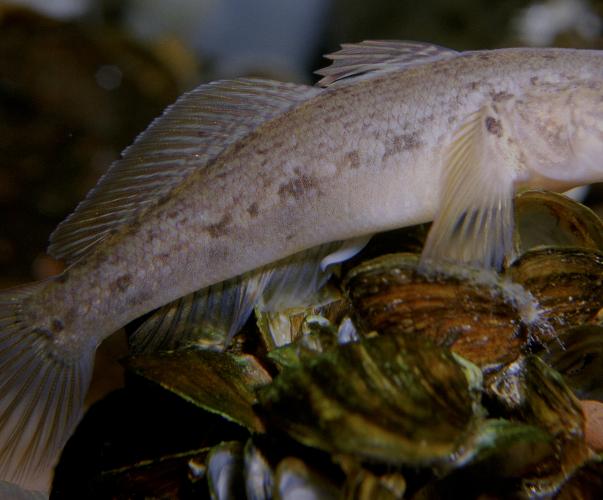Gobie à tâche noire (Neogobius melanostomus)