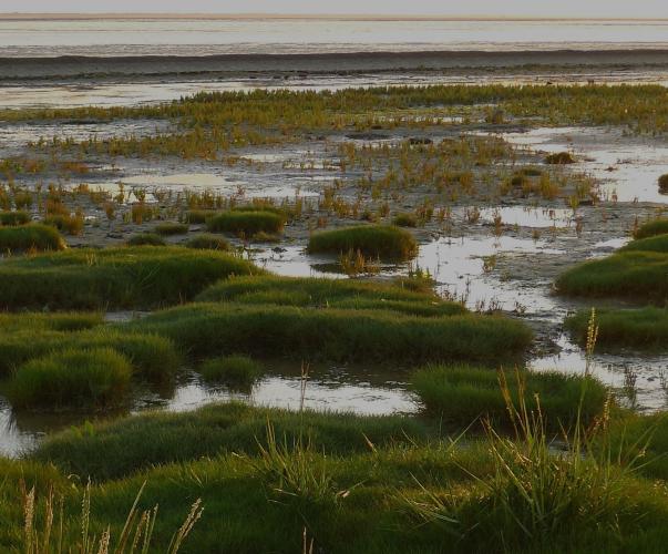 Milieu humide Milieu humide