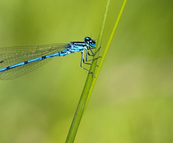 Libellule bleue ou demoiselle dont la larve est aquatique