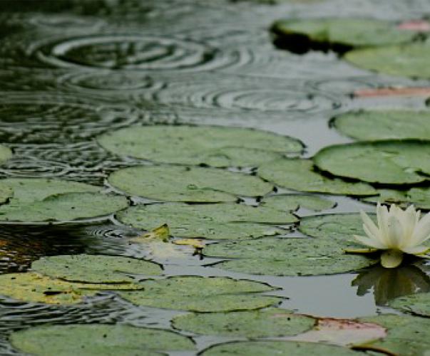 Infographie Eau et milieux aquatiques en Île-de-France, 2018