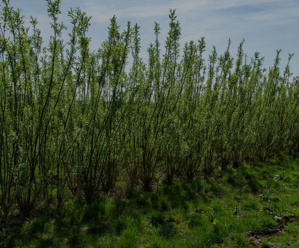 Culture de saules en bandes ligno-cellulosiques Culture de saules en bandes ligno-cellulosiques