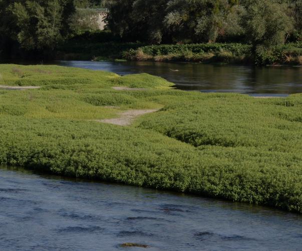 Atterrissement colonisé par la végétation sur la Loire à Digoin, OIEau