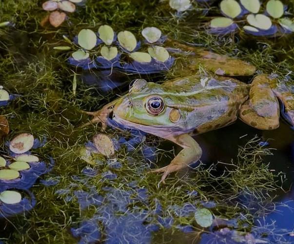 Grenouille au milieu de plantes aquatiques
