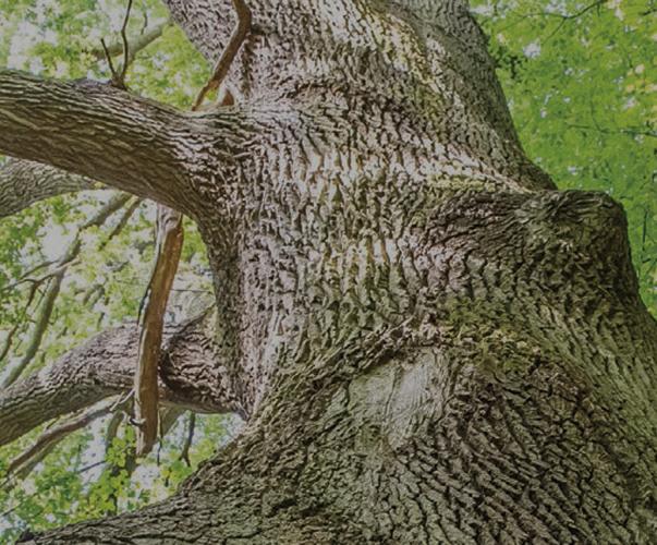 Arbre, Guide d’aide au suivi des mesures d’évitement, de réduction et de compensation des impacts d’un projet sur les milieux naturels, Mission Économie de la biodiversité Arbre, Guide d’aide au suivi des mesures d’évitement, de réduction et de compensation des impacts d’un projet sur les milieux naturels, Mission Économie de la biodiversité