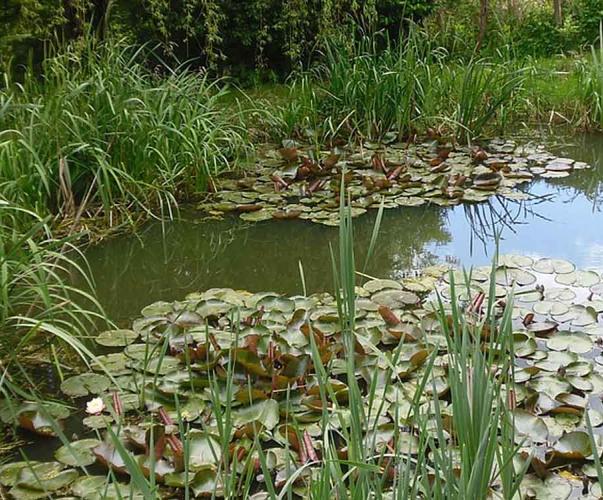 Mare Pixabay Mare Pixabay