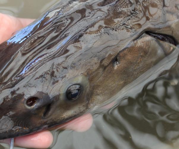 esturgeon européen poisson amphihalin