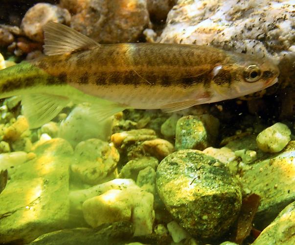 Vairon phoxinus phoxinus