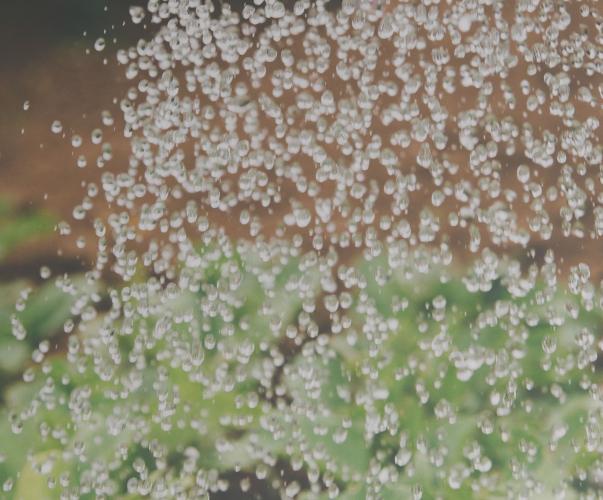 arrosage de plante arrosage de plante