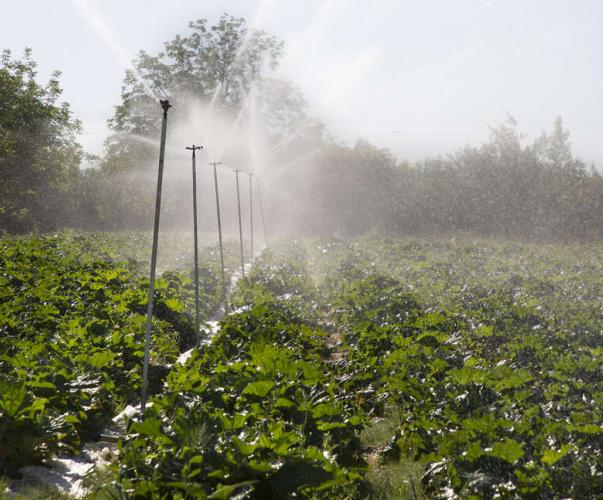 Irrigation Irrigation