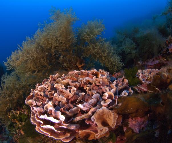 Fonds marin en Méditerannée