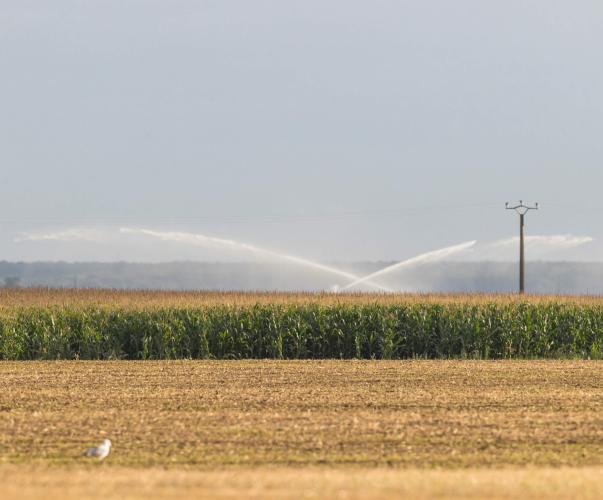 Irrigation d'une culture de maïs