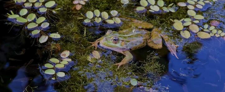 Grenouille au milieu de plantes aquatiques